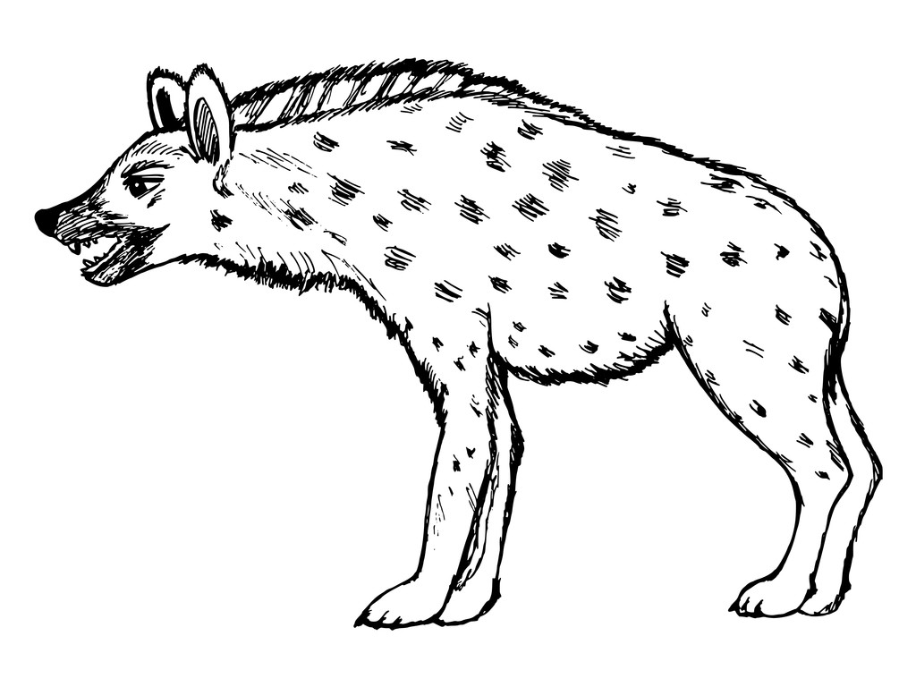 鬣狗简笔画非洲图片