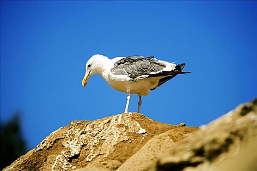 仰视,海鸥,站立,石头,圣地亚哥,加利福尼亚,美国