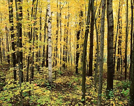 树林,阿尔冈金省立公园,安大略省,加拿大