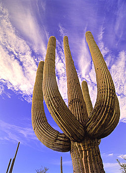 巨柱仙人掌,萨瓜罗国家公园,亚利桑那,美国