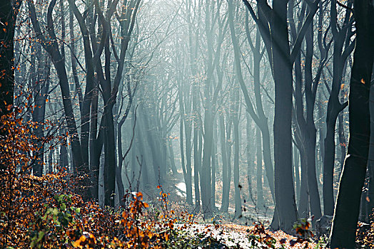冬天,树林