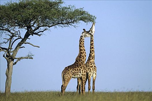 两个,长颈鹿,热带草原,肯尼亚