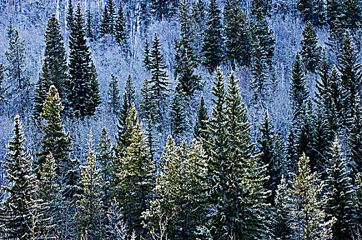 日出,白霜,树,山,斜坡,罗布森山省立公园,不列颠哥伦比亚省,加拿大