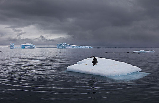 巴布亚企鹅,冰山,南极