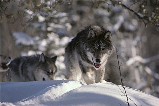 大灰狼,狼,一对,走,雪中,明尼苏达