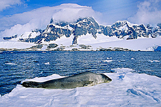 海豹,休息,碎片,浮冰,岛屿,南极半岛
