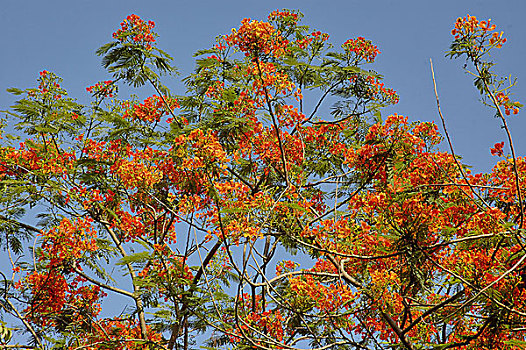 孔雀,花,孟加拉,五月,2007年