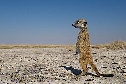 猫鼬,细尾獴属,幼小,马卡迪卡迪盐沼,卡拉哈里沙漠,博茨瓦纳