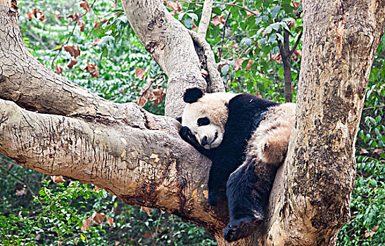 树上睡觉的大熊猫