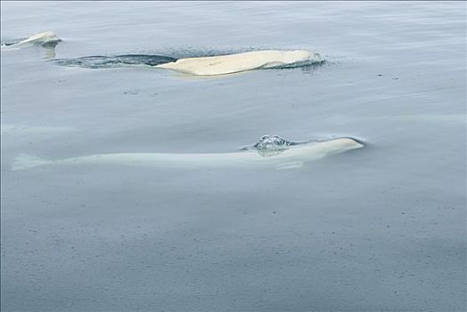 白鲸,领着,浮冰,迁徙,楚科奇海,岸边,北极圈,海滨城镇,手推车,阿拉斯加