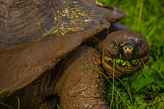 加拉帕戈斯群岛巨型陆龟