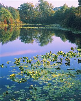 荷叶,沼泽,国家野生动植物保护区,新泽西