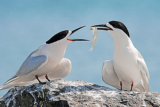 燕鸥,胸骨,展示,鱼,局部,示爱,湾流,新西兰