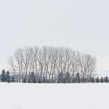 冬天,树,小树林