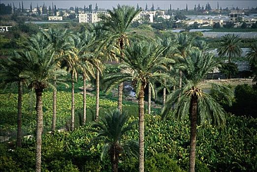 俯拍,棕榈树,以色列