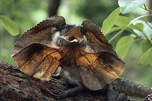 蜥蜴,褶皱,张嘴,防卫姿势,树上,原木,澳大利亚