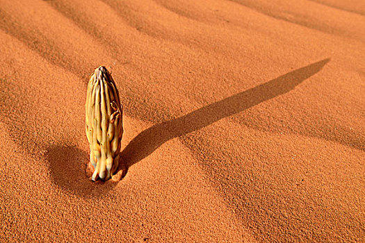 植物,阿尔及利亚,撒哈拉沙漠,北非,非洲