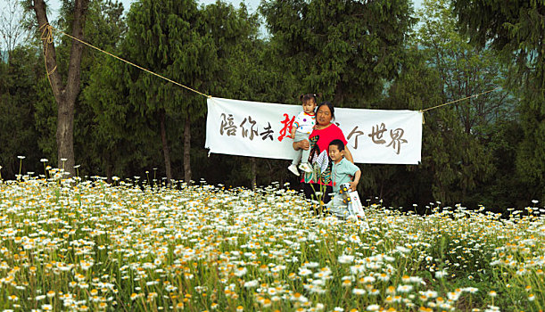 洋甘菊开花时节