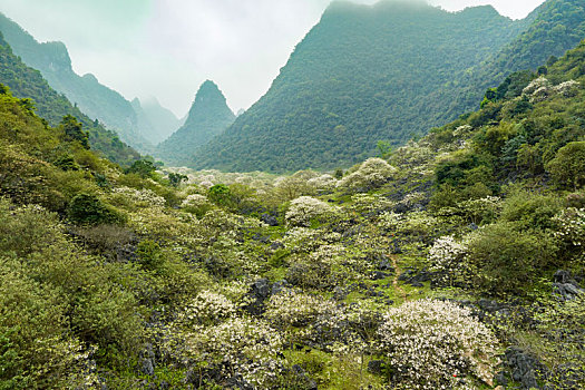 中国广西柳州鹿寨中渡山尖村四十八弄天然牧场桐油花开春色满园迎客来