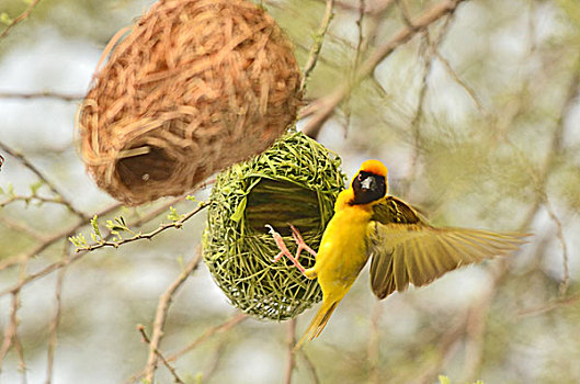 编织鸟,自然之美