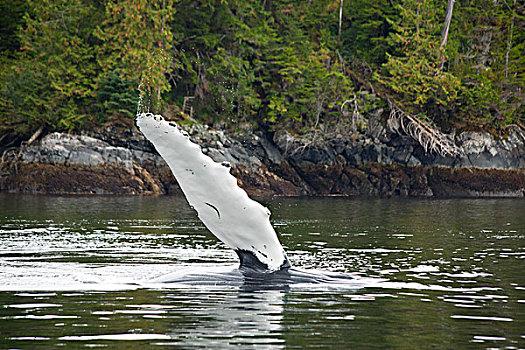 驼背鲸,大翅鲸属,鲸鱼,鳍足,靠近,岛屿,加拿大