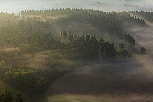 雾,俯视,树林,巴登符腾堡,德国,欧洲