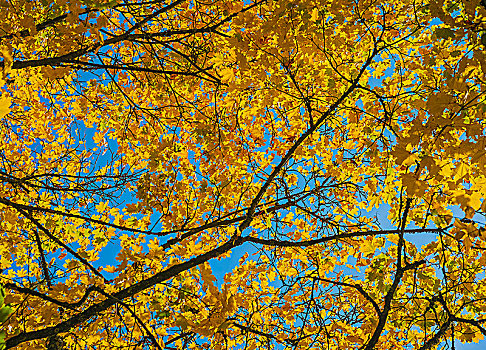黄色,叶子,枫树,秋天,巴伐利亚,德国,欧洲