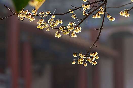 湖北荆州章华寺风光