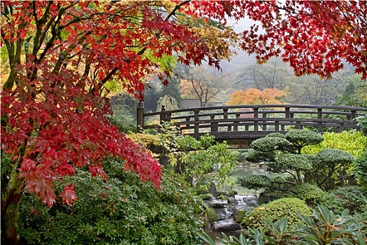 鸡爪枫,树,桥,秋天
