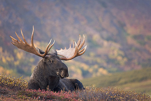 驼鹿,秋天,电线,楚加奇州立公园,楚加奇山,阿拉斯加