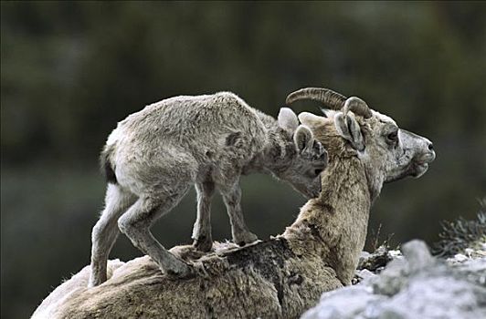 大角羊,幼仔,站立,背影,落基山脉,北美