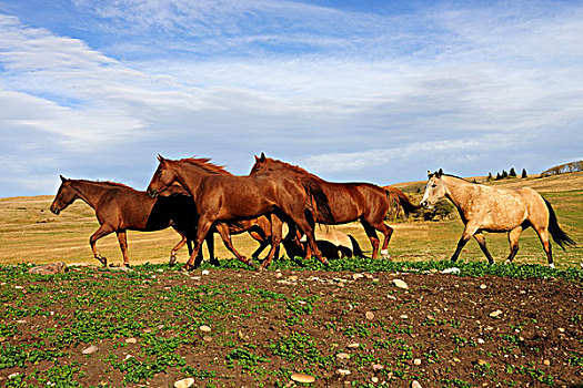 马,快跑,草原,萨斯喀彻温,加拿大,北美