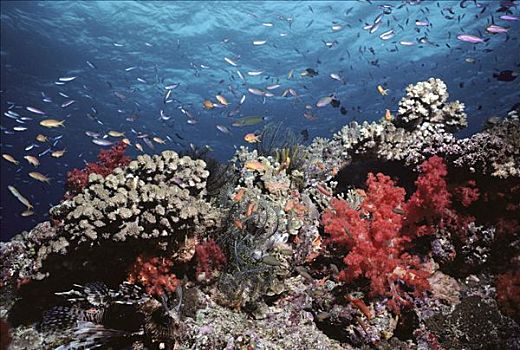 珊瑚礁,场景,蓑鲉,软珊瑚,困难,珊瑚,斐济