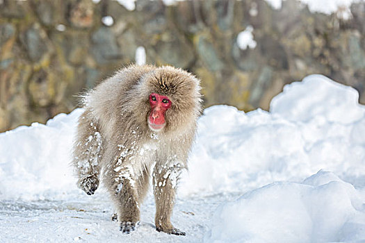 雪猴,短尾猿