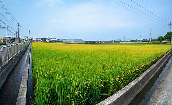 台湾南部乡村,蓝天白云下绿油油的稻田