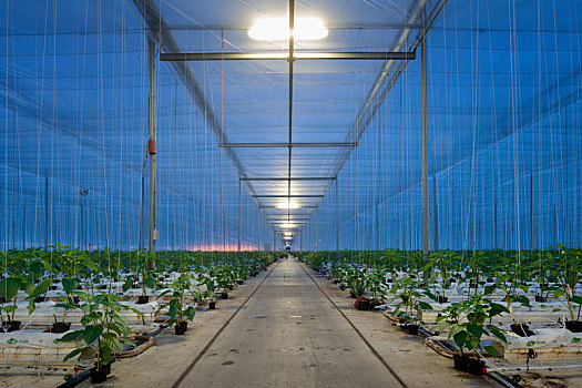 柿子椒,现代,荷兰,温室