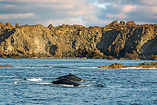 驼背鲸,大翅鲸属,鲸鱼,岛屿,靠近,索科罗镇,群岛,墨西哥
