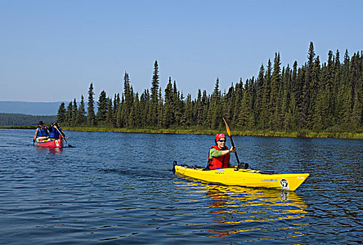 年轻,女人,漂流,涉水,独木舟,后面,北美驯鹿,湖,河,育空地区,加拿大