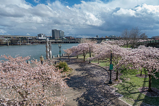 美国波特兰市河岸樱花