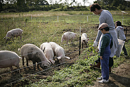 猪,家庭,农场