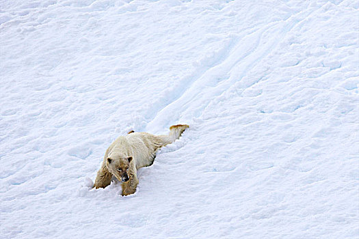 雌性,北极熊,滑动,雪中,斯匹次卑尔根岛,挪威