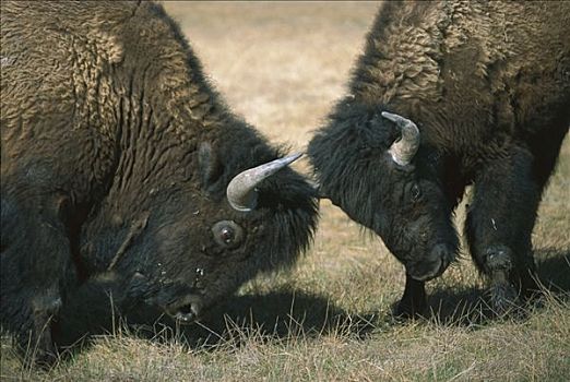 美洲野牛,野牛,公牛,争斗,黄石国家公园,怀俄明