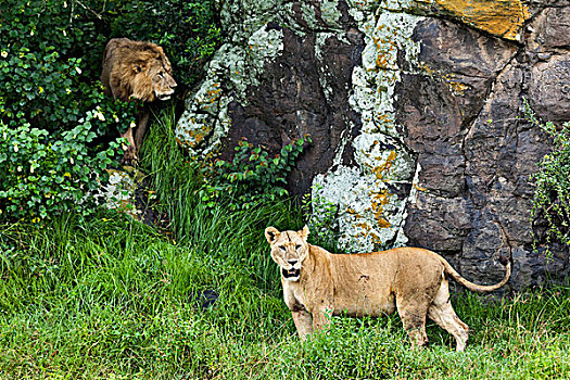 雄性,成年,女性,狮子,纳库鲁湖国家公园,肯尼亚