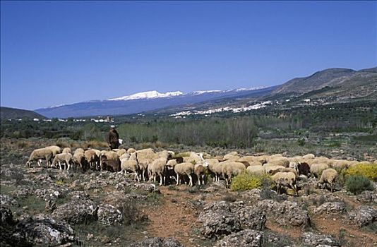 绵羊,牧群,正面,阿普哈拉斯,艾美利亚,安达卢西亚,西班牙