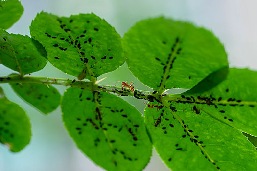 花椒树上的蚂蚁和病虫害蚜虫