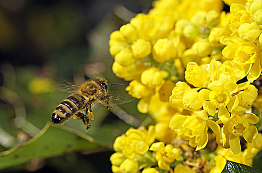 蜜蜂,飞,花