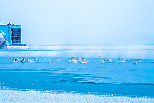 湖泊,冰,天鹅,游水,鸟,冬天,宁静,寒冷