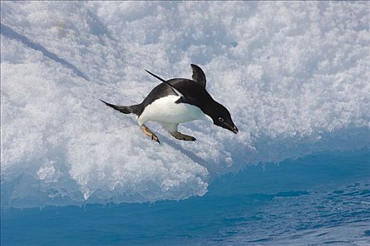 阿德利企鹅,准备,跃起,冰山,保利特岛,南极