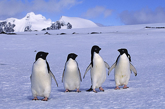 南极,南,奥克尼群岛,阿德利企鹅,走