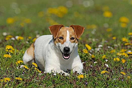 杰克罗素狗,巴伐利亚,德国